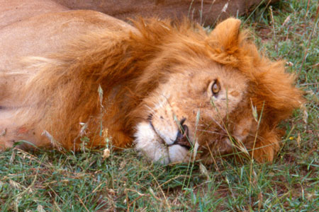 Male Lion