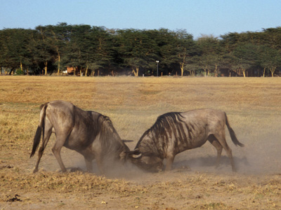 Wildebeest