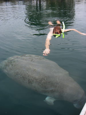 Manatee