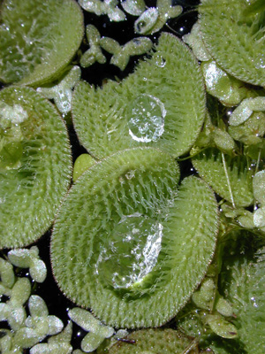 Leaf
