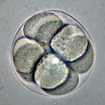 Eight Cells