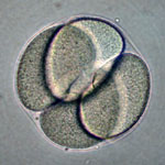 Four Cells