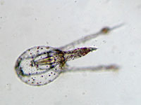 Four Cells